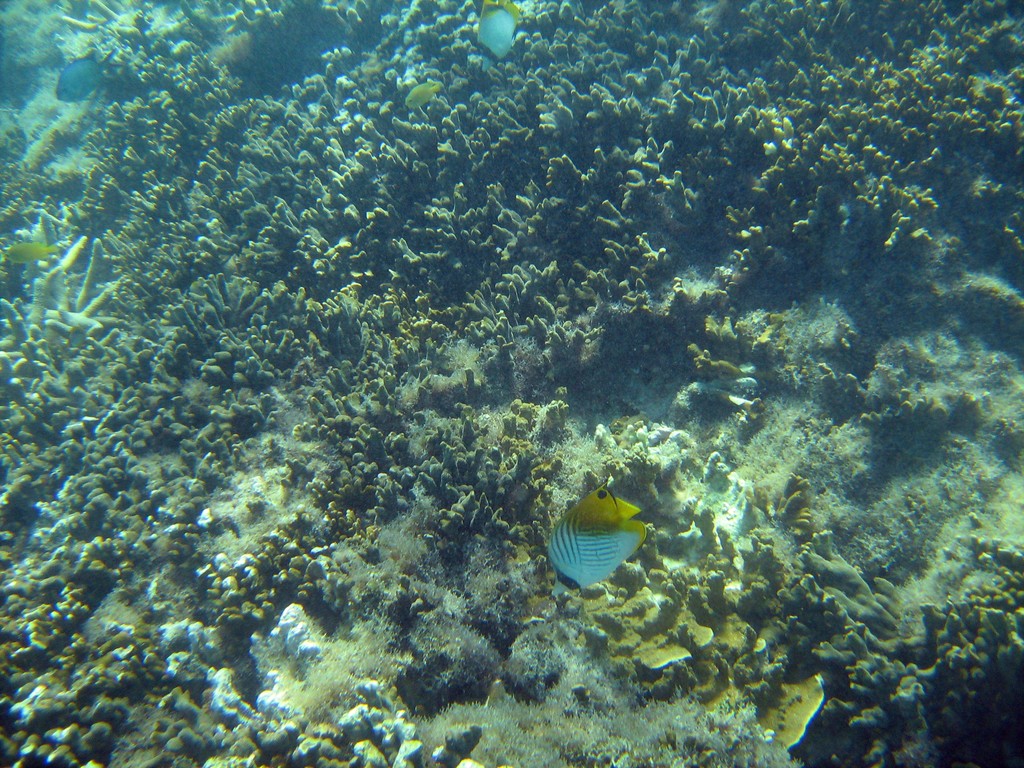 Reef & Marine Life